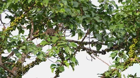 Seen deep in the branches moving to the left choosing the right fruits to Stock Footage 254684017