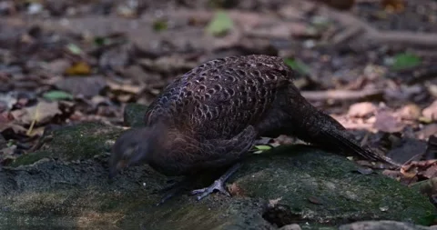 Seen drinking water deep in the foerst, stooping down and raises its head Stock Footage 270111064