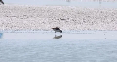 Seen at the edge of a mud bar foraging for it favorite food, Spoon-billed Stock Footage 260394007