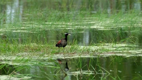 Seen facing to the right and then stoops down as seen standing on grass in Stock Footage 212296634