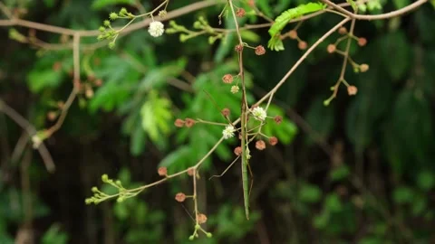 Seen hanging on a tip of a branch swinging a bit with some morning wind, Stock Footage 221896469