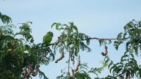 Seen from its back perched on a branch of a fruiting Tamarind tree as it Stock Footage 258544374