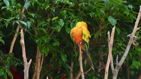 Seen keeping its head to its back while sleeping on top of its perch, Sun Stock Footage 166601726