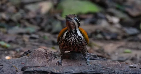 Seen looking up and then stoops down to eat as a bird runs at the Stock Footage 270227863