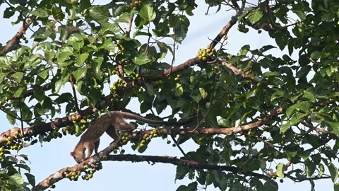 Seen moving down the branch choosing the right fruit to eat during a windy Stock Footage 171667849