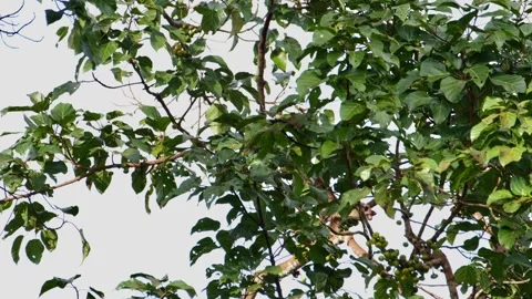 Seen moving to the end of a branch and jumps down to another branch below, Stock Footage 266417078