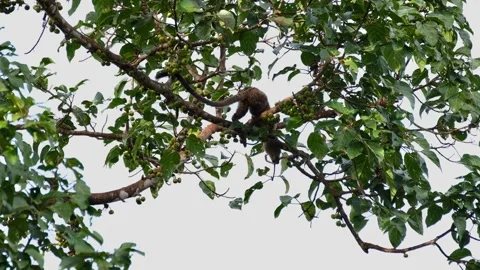 Seen pulling a fruit to eat then turns around to show its back dropping Stock Footage 269324093