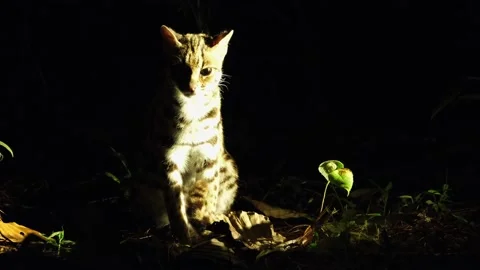 Seen sitting on dried grass and leaves looking towards the camera while Stock Footage 162010384