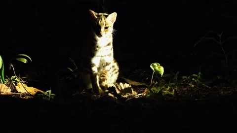 Seen sitting quietly on the forest ground in the dark of the forest as the Stock Footage 161946259