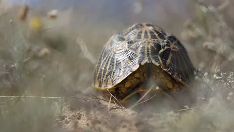 Seen through foliage, critically endangered tortoise hides inside shell Stock Footage 302191086