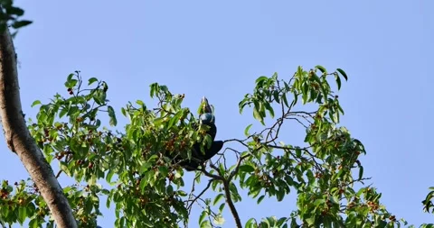 Seen on top of a fruiting tree looking for the right fruit to eat and then Stock Footage 269316729