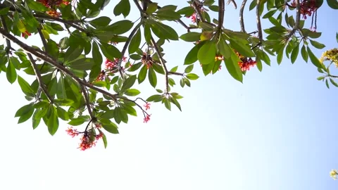 Seen from under the frangipani tree, the video angle rotates Stock Footage 272209169
