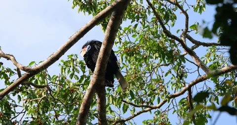 Seen from under preening and then looks forward, Wreathed Hornbill Stock Footage 269279887