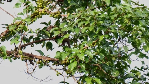 Seen within the thick foliage as it moves to the left looking for food, Stock Footage 268795316
