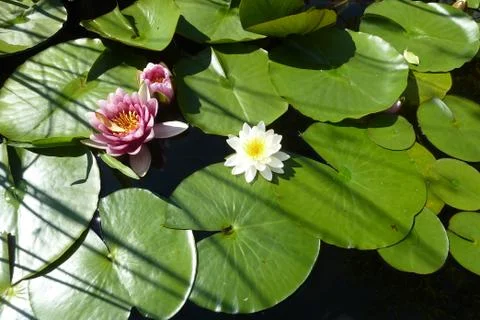 Seerose (2) Stock Photos