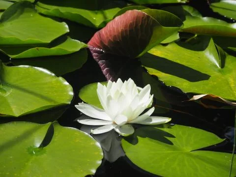 Seerose (2) Stock Photos