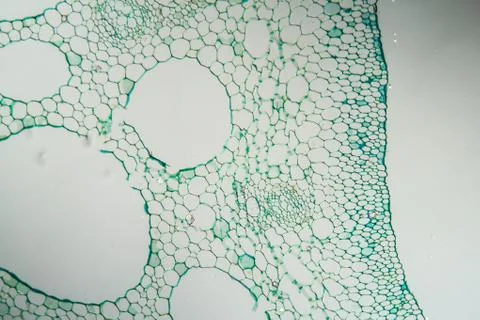 Seerose Stock Photos