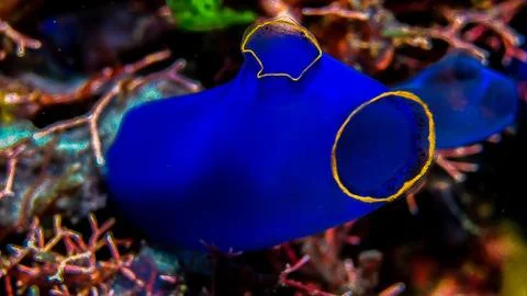 Seescheide Stock Photos