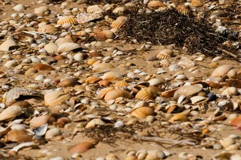 Seeshells Stock Photos