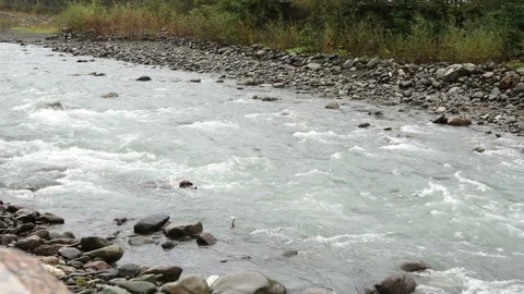 Seething mountain river in the coniferous forest. Autumn travel . Stock Footage 221179013