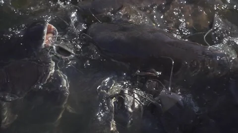 Seething in a Pond Group of Catfish. Slow Motion Stock Footage 58722154