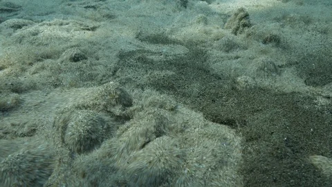 Seething sand in detail on the bottom of the spring lake, Italy Stock Footage 127121755