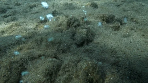 Seething sand in detail on the bottom of the spring lake, Italy Stock Footage 127126679