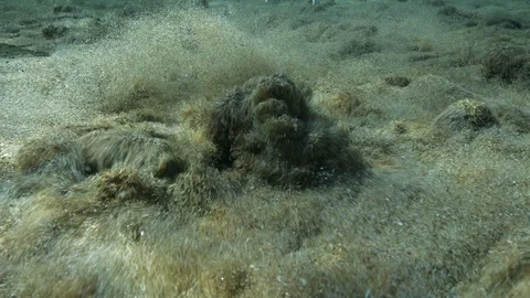 Seething sand in detail on the bottom of the spring lake, Italy Stock Footage 127284169