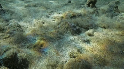 Seething sand in detail on the bottom of the spring lake, Italy Stock Footage 127285270