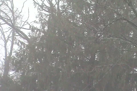 Segment 4 from 'Untitled'-SD 8-bit Uncompressed NTSC Stock Footage 1100324