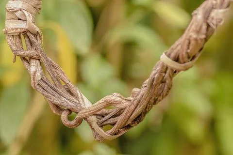 The segment of a crown made from braided dried vines 스톡 사진