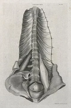 A segment of the spine. Line engraving by A. Bell after J. Weitbrecht, 1798. Stock Illustration