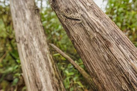 Segment of two dried agave masts leaning against a tree, in a farm in the eas Stock Photos