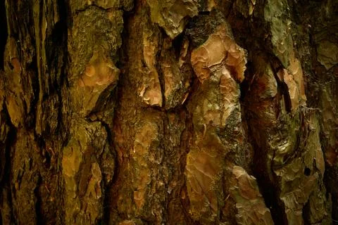 Segmental bark of pine tree. Curved surface of old wood rind. Closeup image Stock Photos