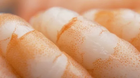 Segmented abdomen of King Shrimp macro shot with vibrant colors Stock Footage 127183711