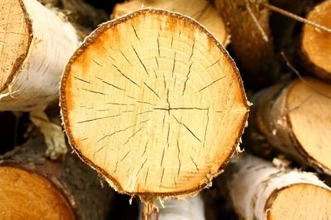 Segmented birch tree, background Stock Photos