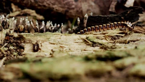 Segmented Forest Detritivore Crawling Across Decaying Wood in Tropical Jungle Vídeos de archivo 336238853
