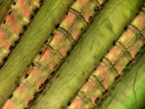 Segmented Lepidotrichia Bony Fin Rays Viewed Under Polarized Light Micr 스톡 사진