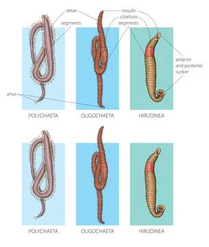 Segmented worms Stock Illustration