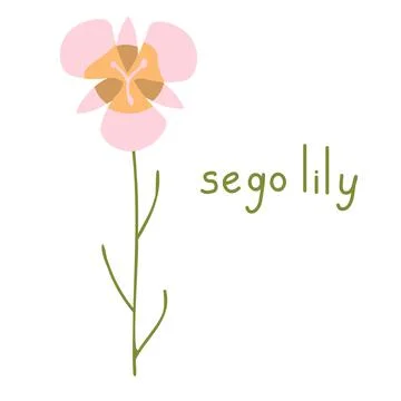 Sego lily vector flower Stock Illustration