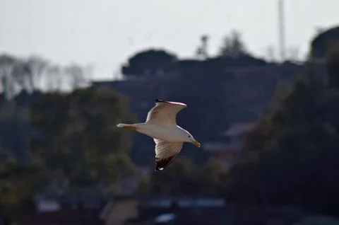 A segull flying Stock Photos