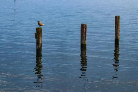 Segull on  a post in a harbor Stock Photos