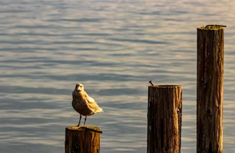 Segull on  a post in a harbor Stock Photos
