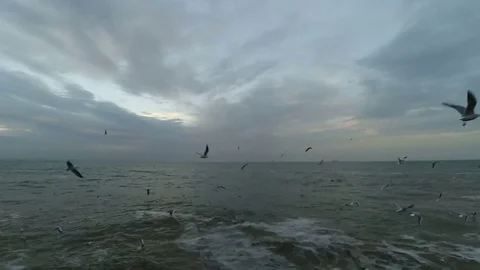 Segull timelapse Stock Footage 83014413