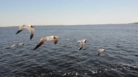 Segulls flying over the ocean Stock Footage 46562563