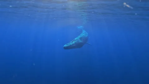 Sei Whale or Fin Whale passing camera to give a size perspective. whales Video stock 247960794