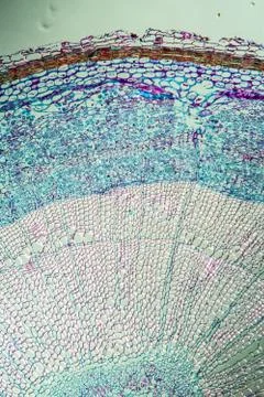 Seidelbast Stock Photos