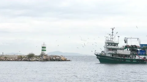 Seiner swims into the harbor Stock Footage 219077366