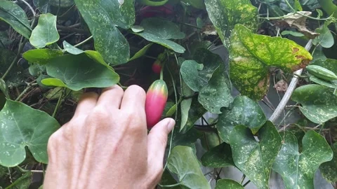 Seizing Fruit Video stock 297611451