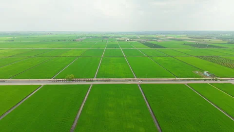 Sekinchan Car Driving Paddy Fields Country Road Aerial Tracking 4K 動画素材 332090154
